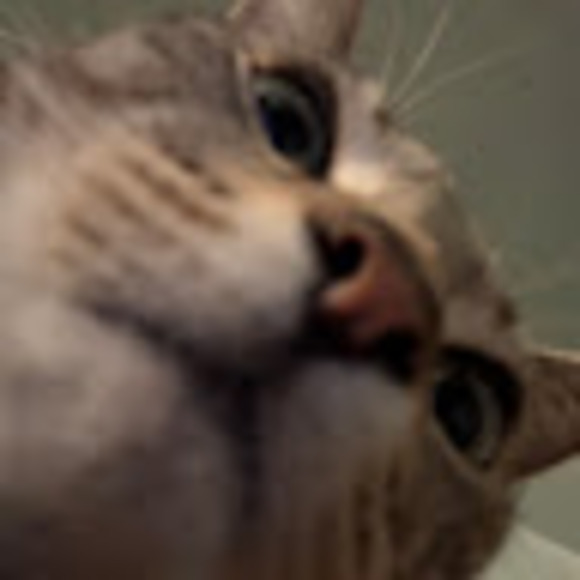 calecat